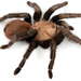 Texas Tan Tarantula - Photo (c) Chris A. Hamilton, Brent E. Hendrixson, Jason E. Bond, some rights reserved (CC BY)