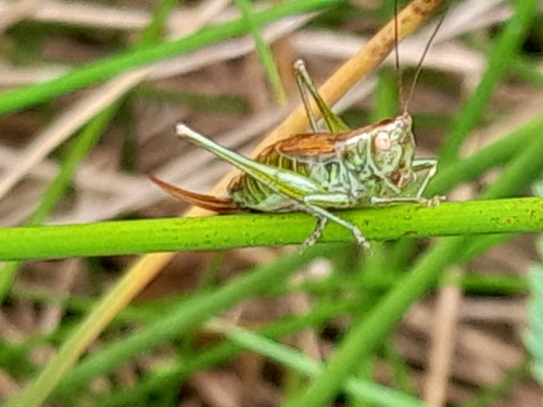 Short-winged Conehead, 9551 Sellingen, Nederland, photo 10 of 10