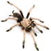 Aphonopelma iodius - Photo (c) Chris A. Hamilton, Brent E. Hendrixson, Jason E. Bond，保留部份權利CC BY