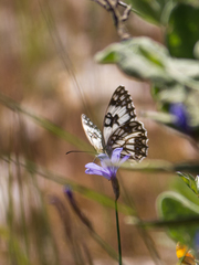 Melanargia occitanica