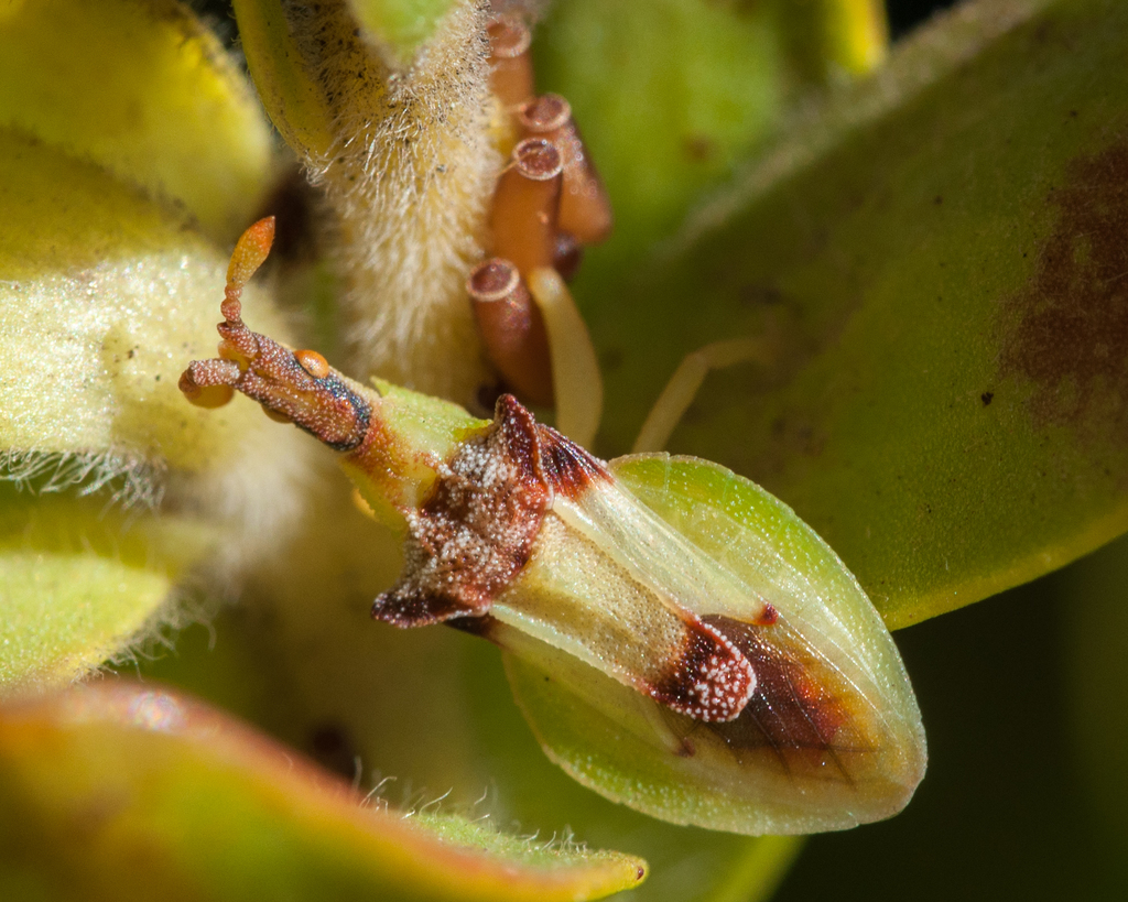 Narina capensis