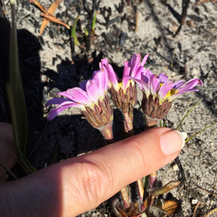 Mairia coriacea