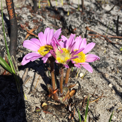 Mairia coriacea