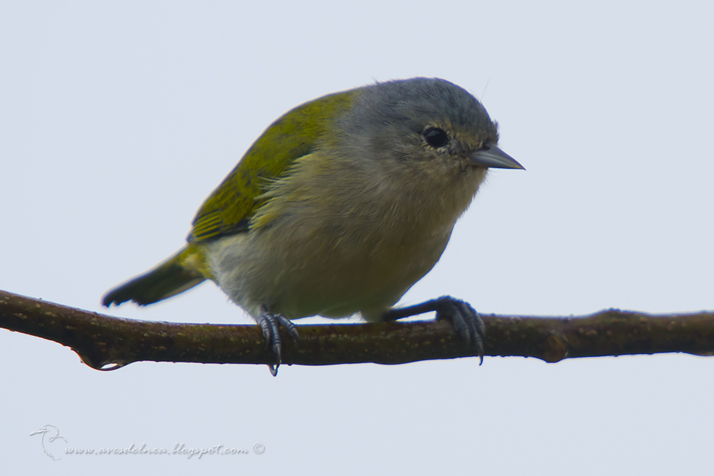 Chestnut-Vented Conebill
