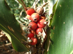 Alpinia mesanthera