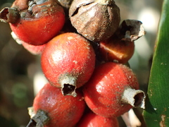 Alpinia mesanthera
