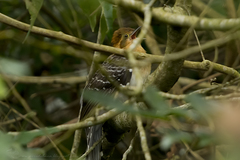 Dromococcyx pavoninus