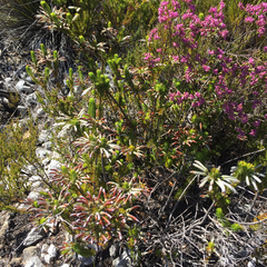 Erica thomae thomae