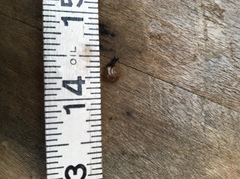 Zonitidae
