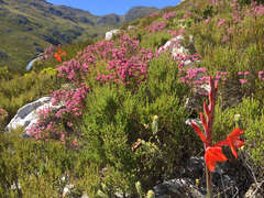 Watsonia schlechteri