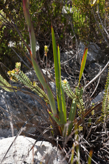 Watsonia schlechteri