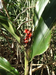 Alpinia mesanthera