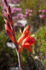 Watsonia schlechteri