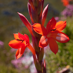Watsonia schlechteri