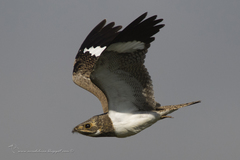 Chordeiles nacunda