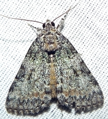 Catocala connubialis