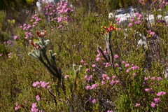 Erica massonii