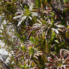 Erica thomae thomae