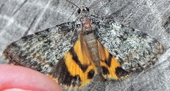 Catocala connubialis