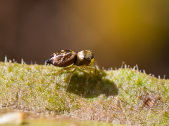 Heliophanus tribulosus