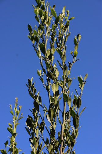 Image of Robsonodendron maritimum by (c) Tony Rebelo, some rights reserved (CC BY-SA)