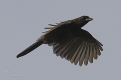 Cyanocorax cyanomelas