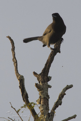 Cyanocorax cyanomelas