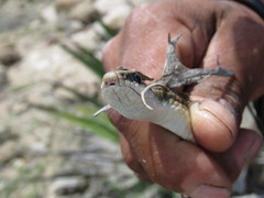 Salvadora intermedia