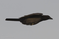 Cyanocorax cyanomelas