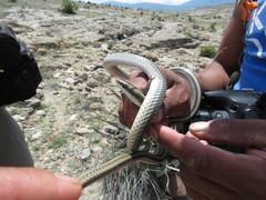 Salvadora intermedia