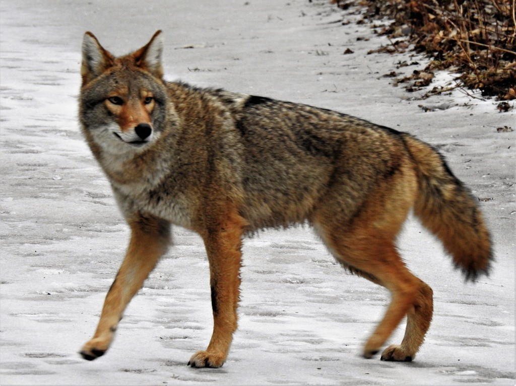Coyote walking over snow-covered ground, Burlington, Ontario
