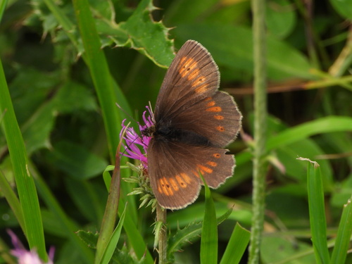 Mountain Ringlet