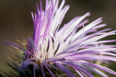 Galactites tomentosus