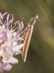 Pleurota aristella