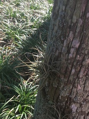 Tillandsia recurvata image