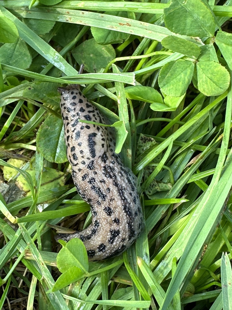 Leopard Slug from Perimeter Loop Trail, Cleveland, OH, US on August 19 ...