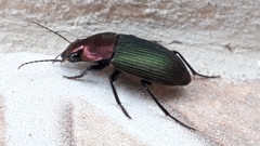 Neoaulacoryssus