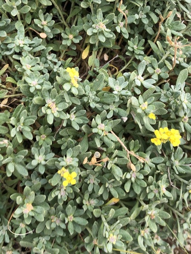 Odontarrhena obovata, photograph 4
