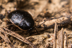 Loboptera
