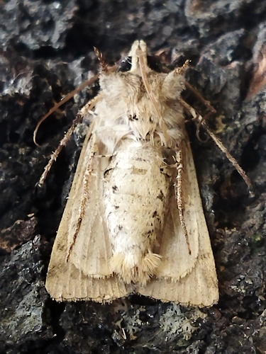Crescent Dart