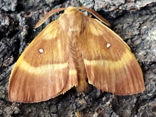 Oak Eggar photo 3