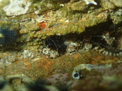 Spionidae