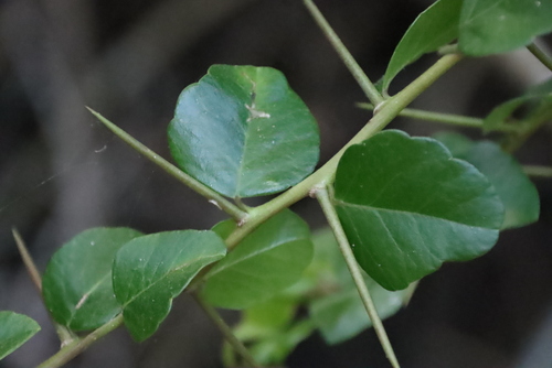 Image of Dovyalis rhamnoides by (c) Tony Rebelo, some rights reserved (CC BY-SA)