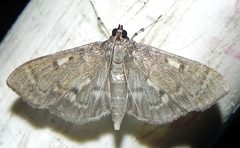 Herpetogramma aeglealis