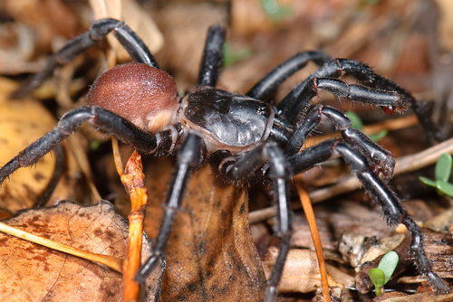 California Trapdoor Spider