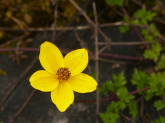 Bidens andicola