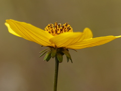 Bidens andicola