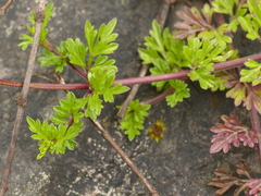Bidens andicola