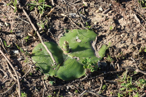 Image of Membrane Satyre (Satyrium membranaceum) by (c) Tony Rebelo, some rights reserved (CC BY-SA)