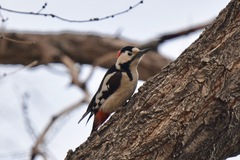 Dendrocopos syriacus